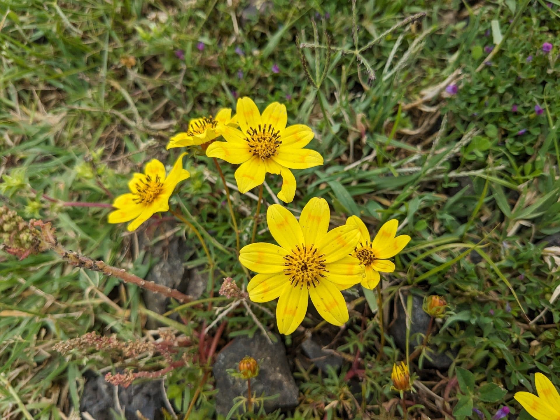 Bright yellow daisy-like adey abeba flowers growing among grass