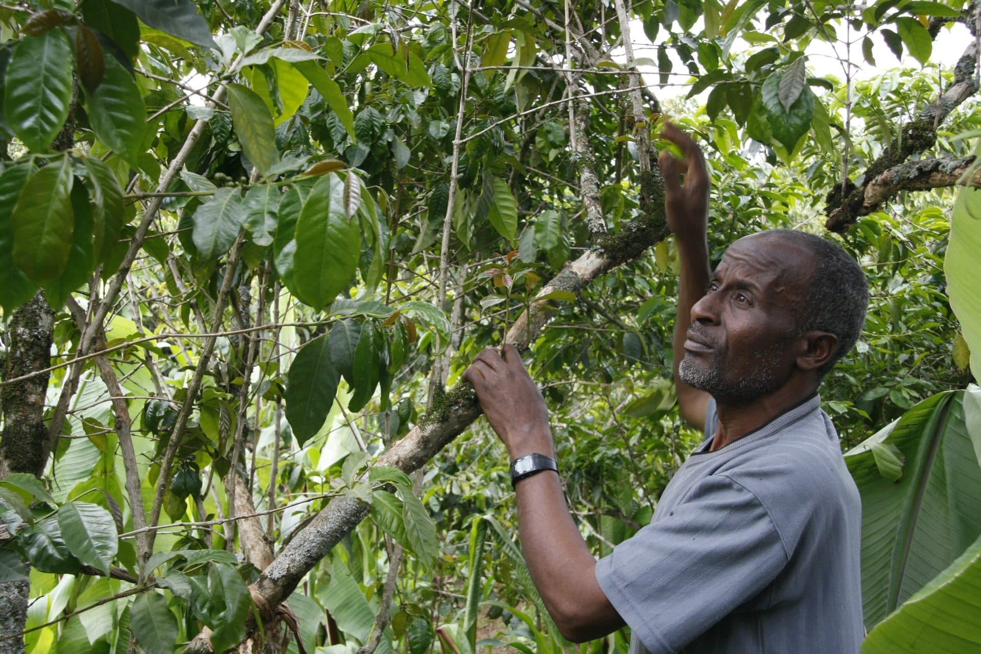 A coffee farmer reaching into the branches of a coffee tree to check which cherries are ripe