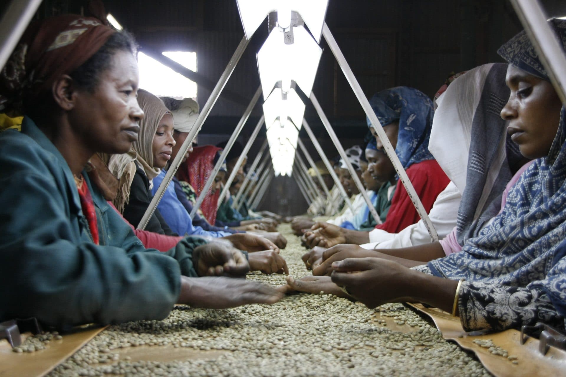 A long row of women sorting green coffee beans by hand at a table