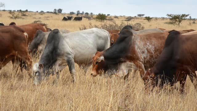 New Genetics Platform Targets Africa’s Livestock Potential