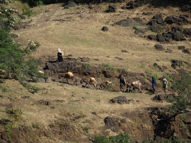 Rain shortage triggers drought in North Gondar’s Yeda woreda